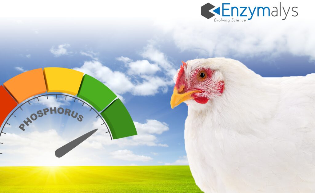 Enzymal phy visuel web