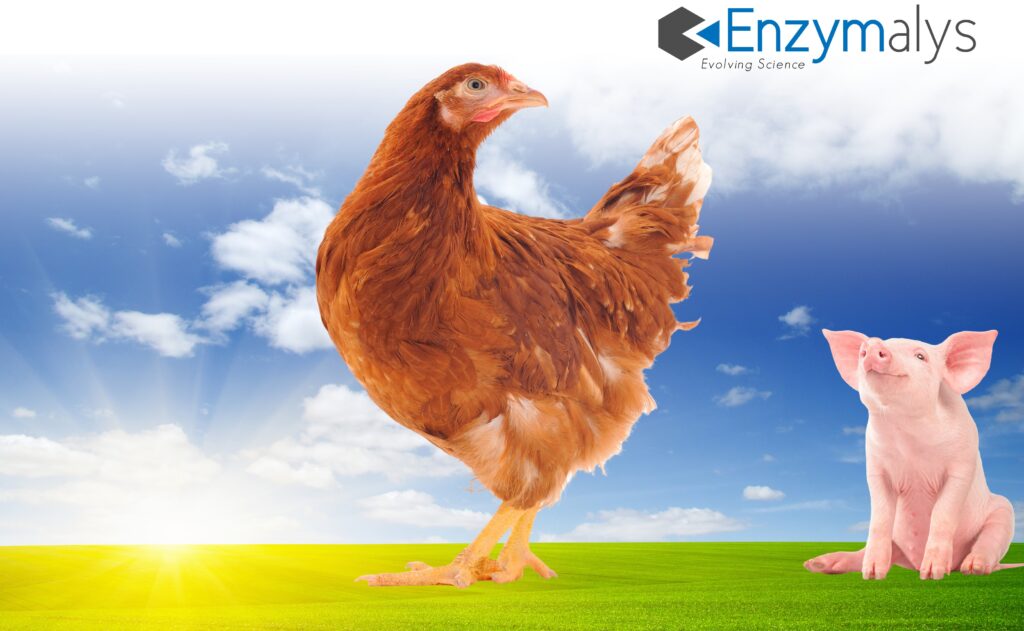 Enzymal xp visuel web