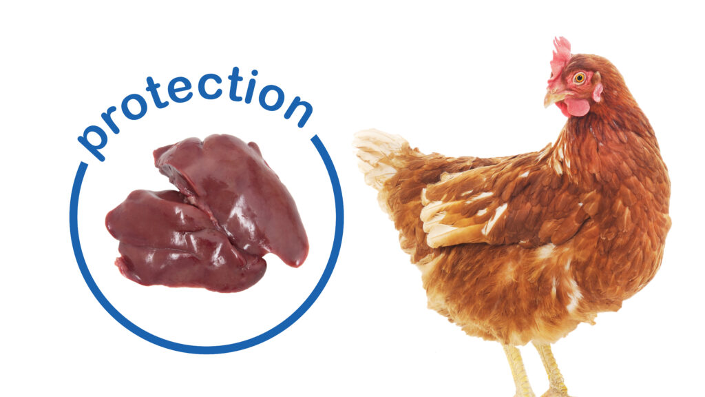 Hepatosan visuel web (1)